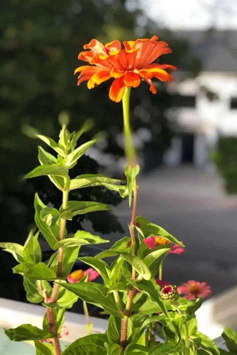 Zinnien Im Topf Pflanzen Und Pflegen Balkon Oase