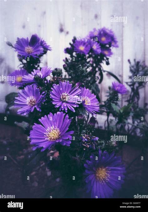 Purple aster flowers Stock Photo - Alamy