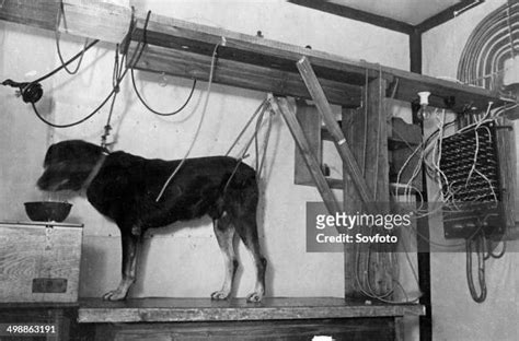 Pavlov Experiment Photos and Premium High Res Pictures - Getty Images