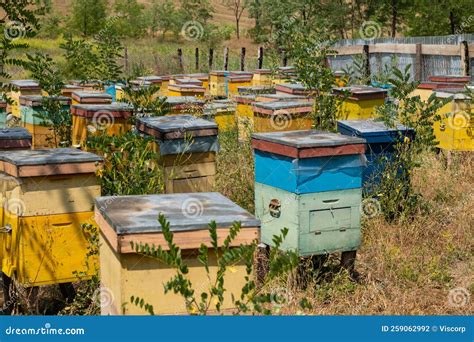 Honey Bee Hives Stock Photo Image Of Romania Animal 259062992