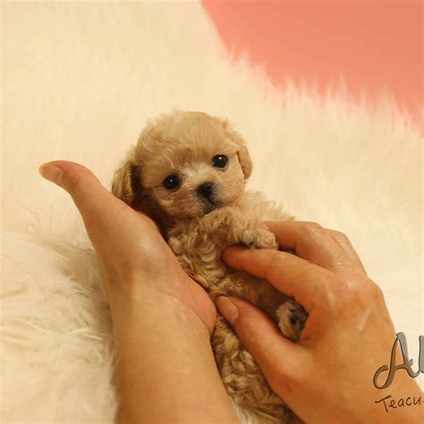 Micro Teacup Maltipoo For Sale Aloha Teacup Puppies