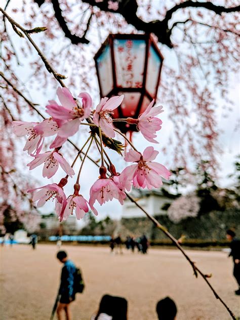 Japanese Cherry Tree Wallpaper