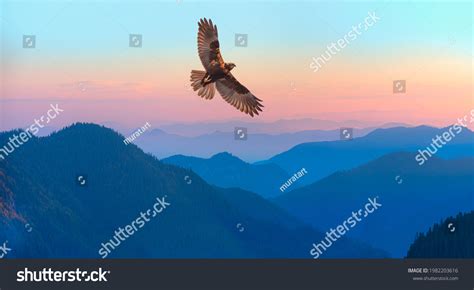 Eagle Flying Background