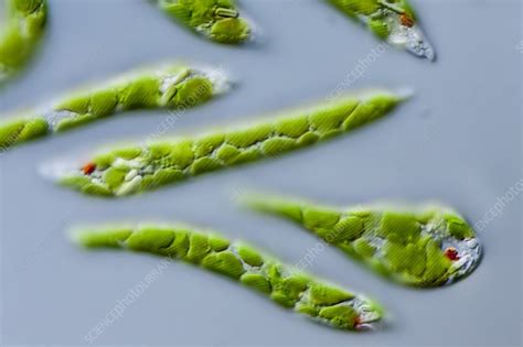 Euglena Deses Protist Lm Stock Image C0216088 Science Photo Library