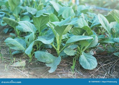 Kai-Lan, Chinese Broccoli, Chinese Kale Stock Photo - Image of fresh ...