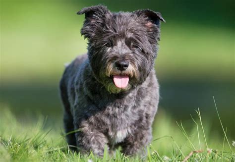 Steps for Grooming and Stripping a Cairn Terrier | LoveToKnow Pets