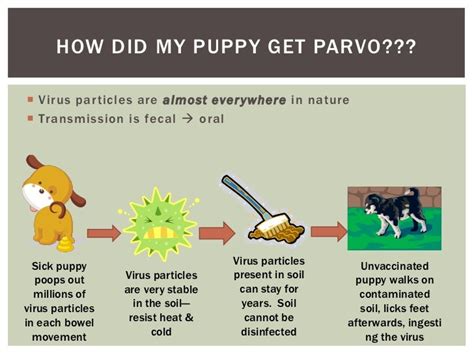 How To Get Rid Of Parvo In Dogs - 2 recognize the symptoms of ...