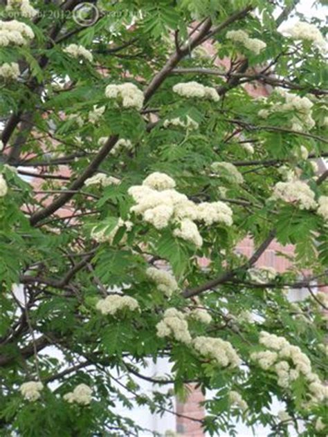 Sorbus aucuparia from NVK Nurseries