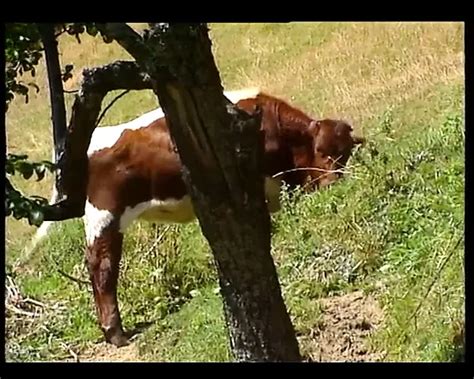 Busty Belle Porn Videos Porn Star Sex Scenes XHamster