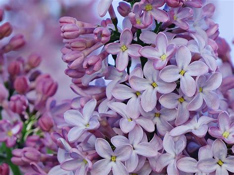 Lilac Flowers Plants Free Photo On Pixabay Pixabay