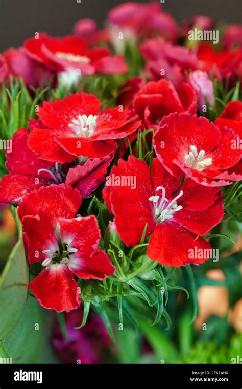 Red wildflowers hi-res stock photography and images - Alamy