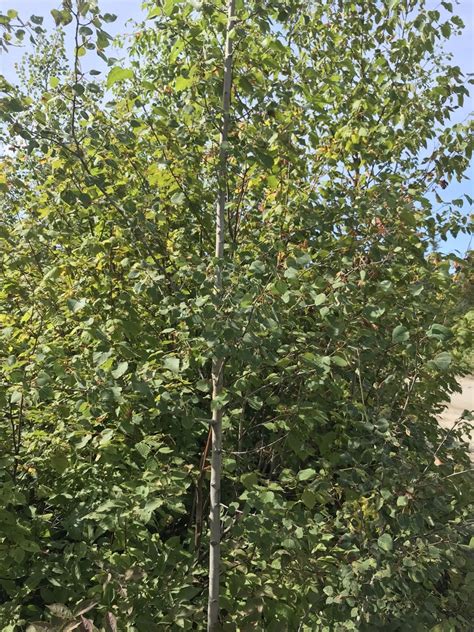 Populus Tremuloides Quaking Aspen North Carolina Extension Gardener Plant Toolbox