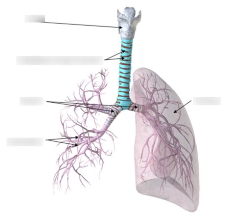 Anterior View Of Larynx Trachea Bronchi Bronchioles And Lungs