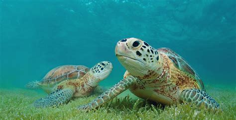 7 Datos Sorprendentes Sobre Las Tortugas Marinas National Geographic En Español