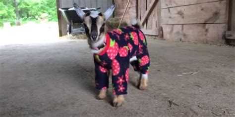 These Goats Dancing In Their Pajamas On A Rainy Day Are All Of Us