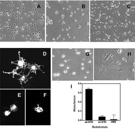 Schwann Cell Adhesion And Spreading On Collagen Type V Domains Af