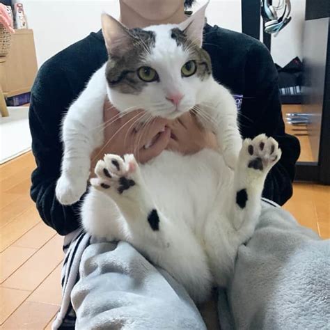 ひのき猫さんのインスタグラム写真 ひのき猫instagram「肉球パー🐾 ・ ・ ・ 豆大福 ひのき猫 かわいい猫 ねこ 猫