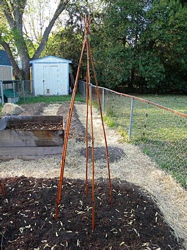 Build A Teepee Trellis For Pole Beans Veggie Gardener