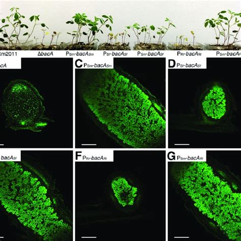 Symbiotic Phenotypes Of Medicago Sativa Plants Inoculated With