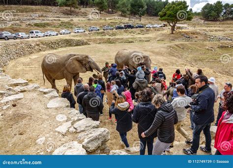 Tourists Visit City Zoo Safari Editorial Stock Image Image Of Playing