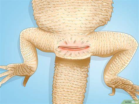 How To Tell The Sex Of A Bearded Dragon Accurate Methods