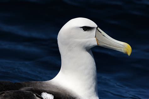 Albatroz Aves Infoescola