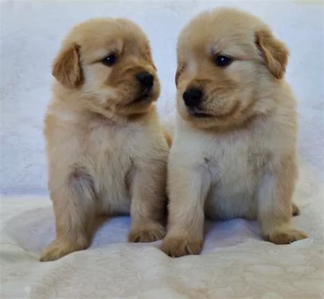 Filhotes De Golden Retriever Excelente Linhagem Mercadolivre