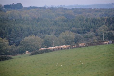 Twenty Acre Plantation Isle Of Wight Area Information Map Walks