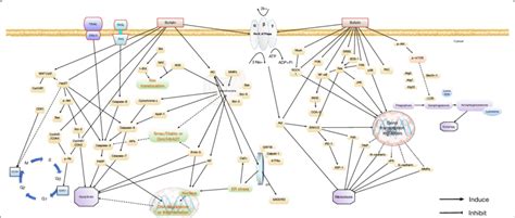 A Schematic Summary Of The Molecular Mechanisms Of Bufalin Mediated