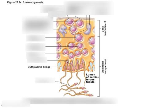 Ib Bio Labeling The Diagram Of A Seminiferous Tubule Diagram Quizlet