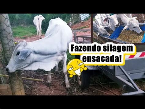 Buscando canas Capiaçu Milho e fazendo silagem ensacada YouTube