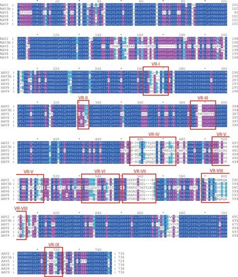 Structure Of The Gene Therapy Vector Adeno Associated Virus With Its