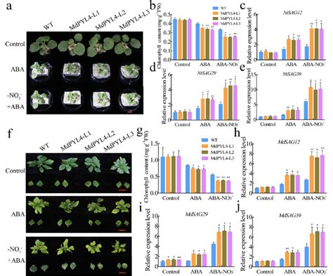 Overexpression Of Mdpyl4 Promotes Aba Induced Leaf Senescence Under N