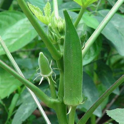 Okra Bhindi F1 Hybrid No 3 Seeds Buy Vegetable Seeds Online At Best