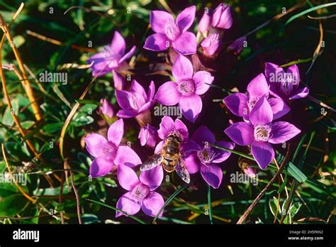 Fiekl Gentian Hi Res Stock Photography And Images Alamy