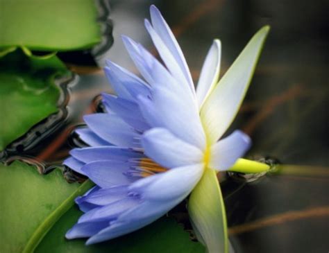 Buy Blue Lotus Online • Herb Stomp