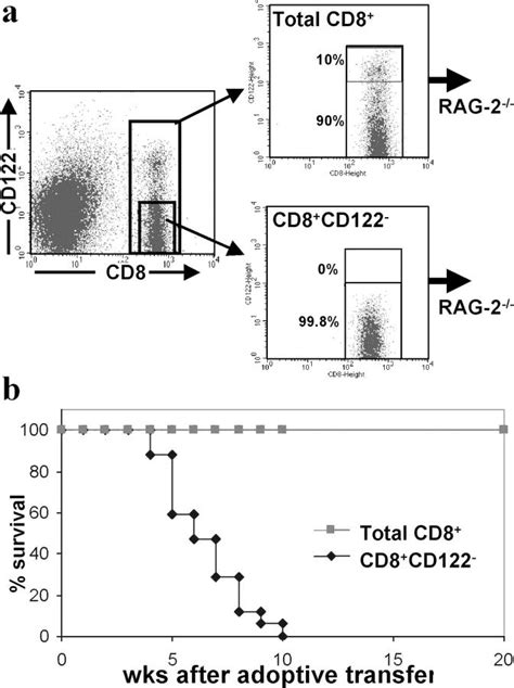 Lethal Effect Of CD8 CD122 T Cells Transferred Into RAG 2 Mice A