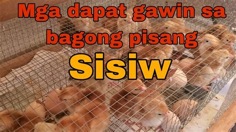 Mga Dapat Gawin Sa Bagong Pisang Sisiw Paano Mag Alaga Ng Sisiw