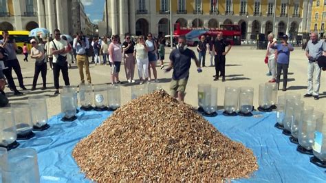 Ativistas Ambientais Juntam Mil Beatas De Cigarros Em Lisboa