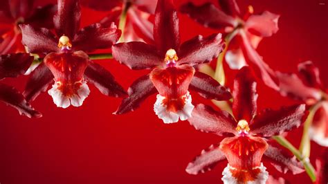 Red orchid wallpaper - Flower wallpapers - #33234