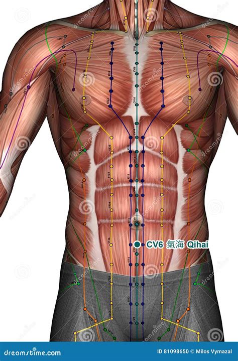 Acupuncture Point ST40 Fenglong, Stomach Meridian Royalty-Free Stock Image | CartoonDealer.com ...