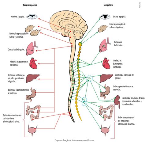 Mapa Mental Do Sistema Nervoso Anatomia E Fisiologia