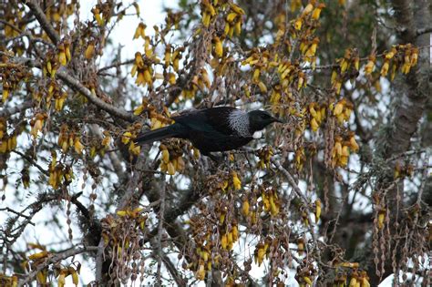 Free Images Tree Nature Wilderness Branch Plant Photography