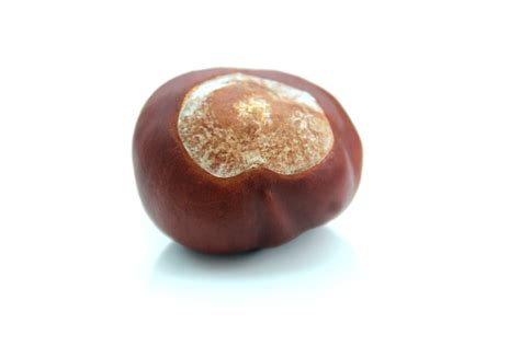 Image Of Ripe Brown Conker Shiny Horse Chestnut Seed Nut Stock Photo