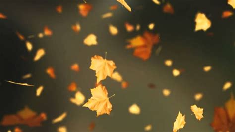 Falling Autumn Leaves Backgrounds Loop 2 Autumn Leaf Falling Down Hd Wallpaper Pxfuel