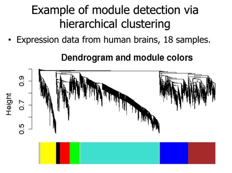 PPT - Consensus eigengene networks: Studying relationships between gene ...