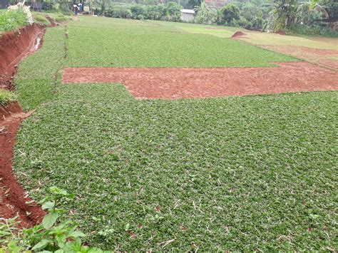 Jual Rumput Gajah Mini Permeter Murah Tukang Taman Murah Jasa