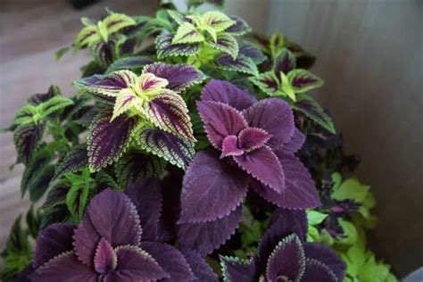 Is Coleus Toxic To Cats Symptoms Treatments Mi Cat Guide