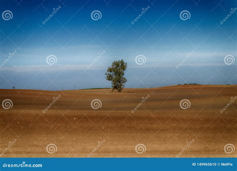 Paisaje Agr Cola Con Un Rbol Solitario En Un Campo Foto De Archivo