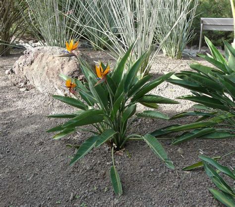 Estrelítzia 18308 Portuguese Brazil Common Name Strelitzia Reginae